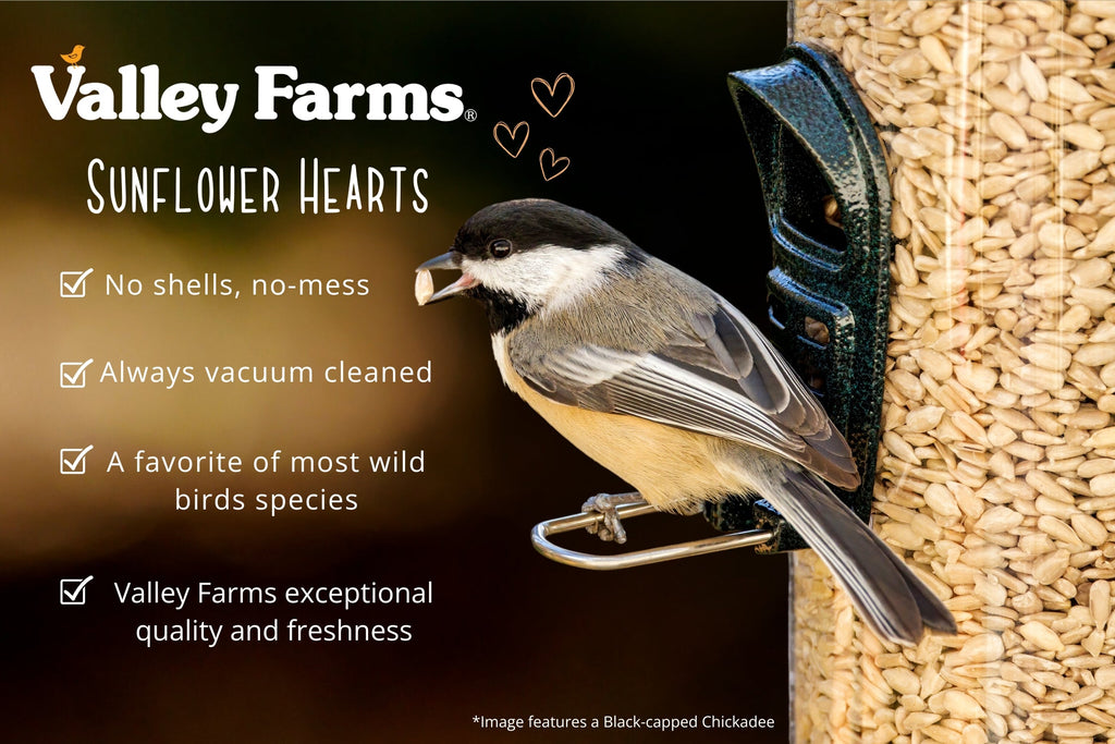 Sunflower Hearts Wild Bird Seed product image 6
