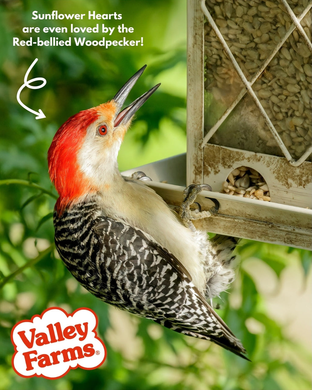 Sunflower Hearts Wild Bird Seed product image 9