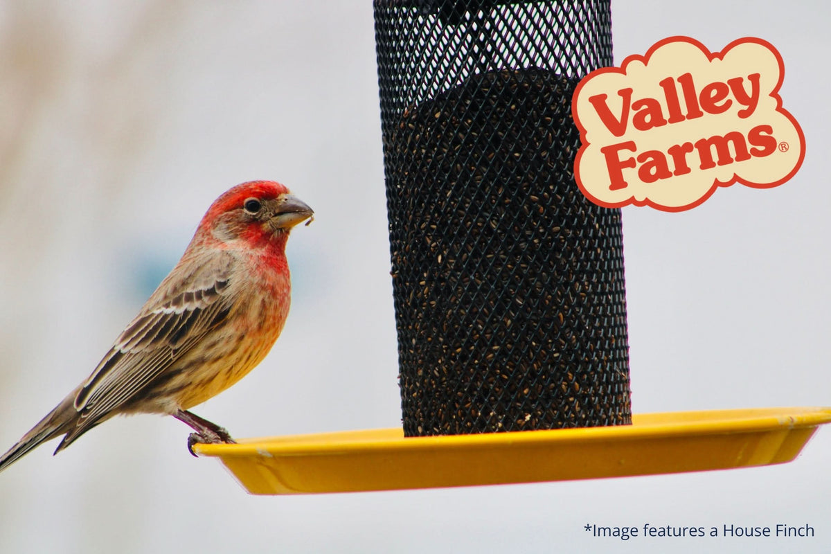Nyjer Wild Bird Seed product image 7