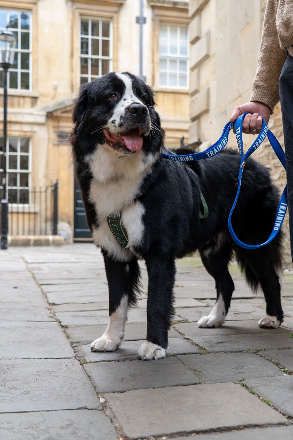 Dog Leash product image 11