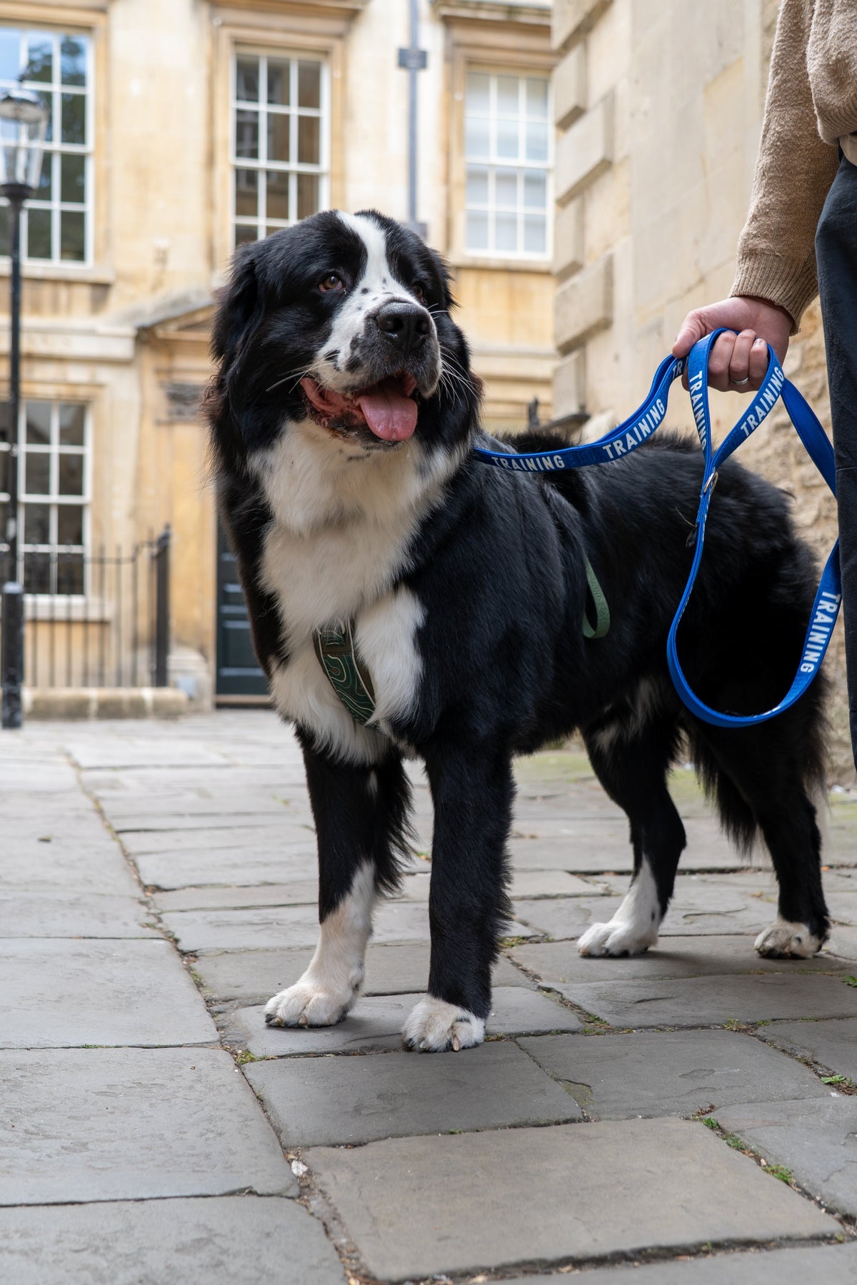 Dog Leash product image 11