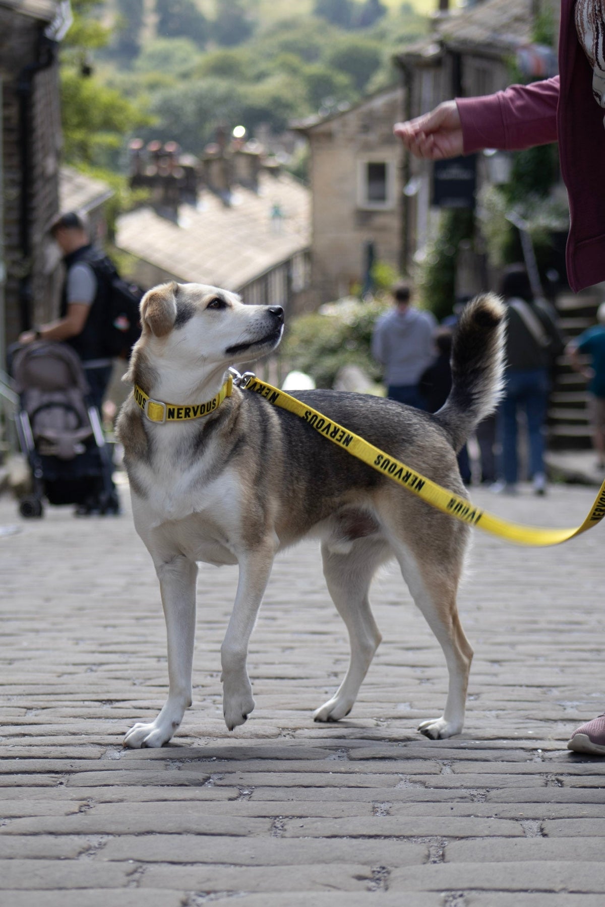 Dog Leash product image 13