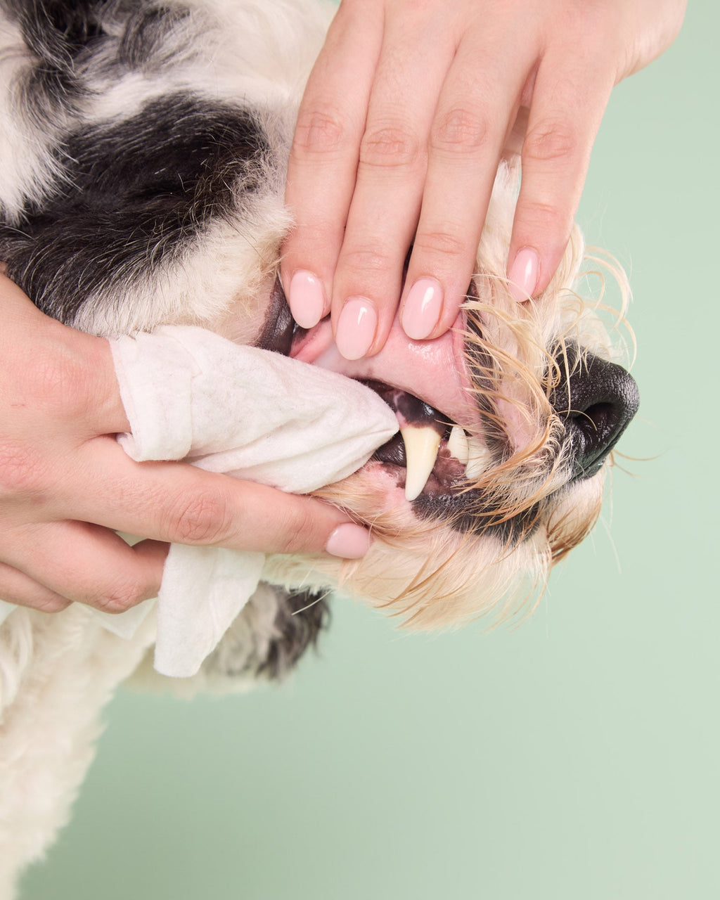 Dog Dental Wipes product image 6