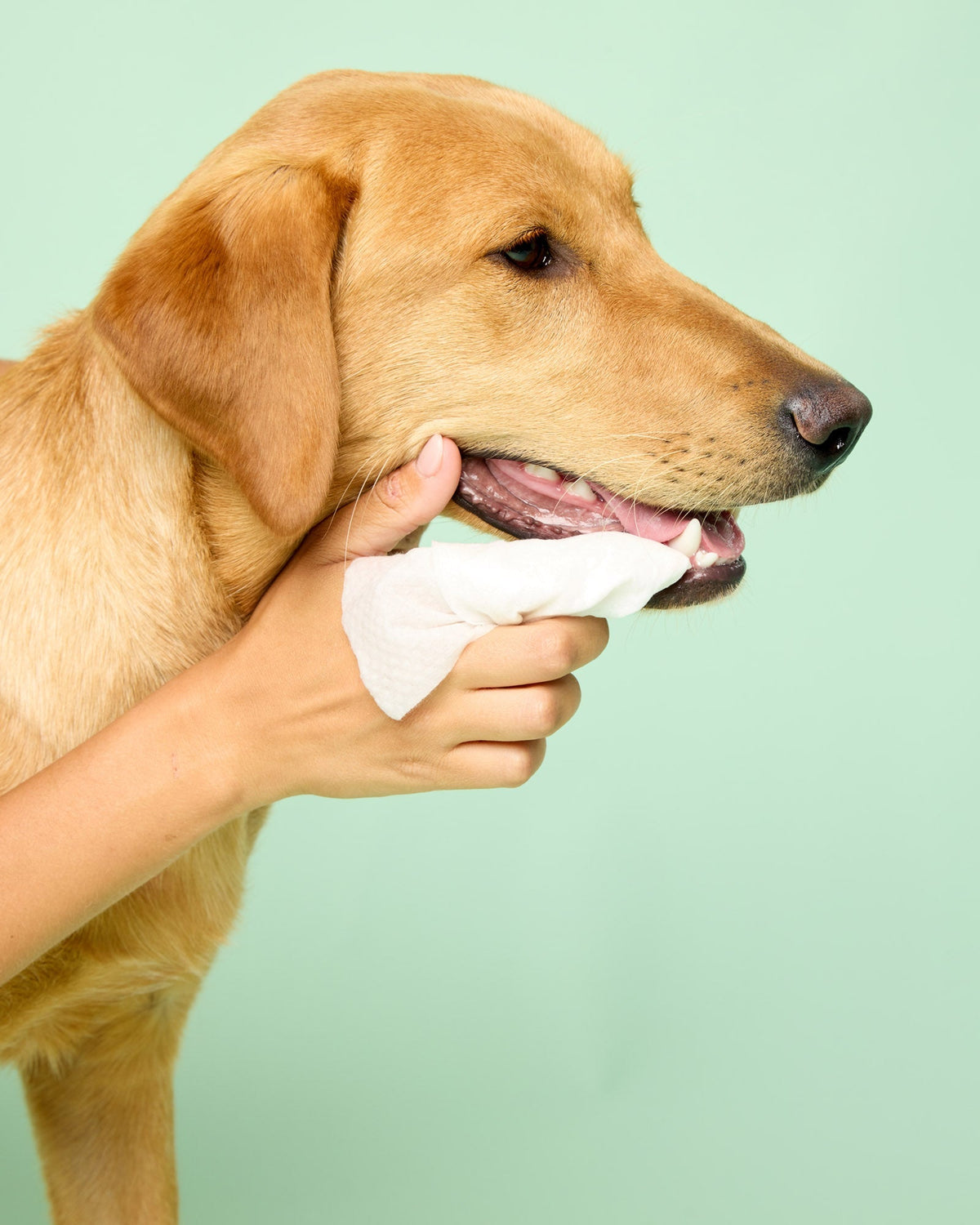 Dog Dental Wipes product image 7