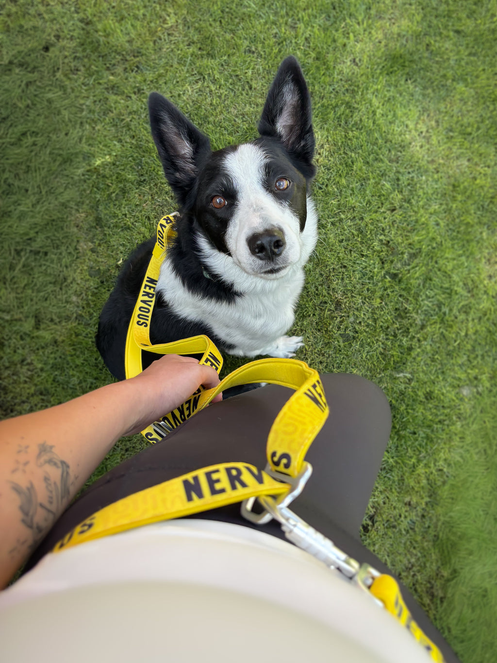 Adjustable Dog Leash product image 9