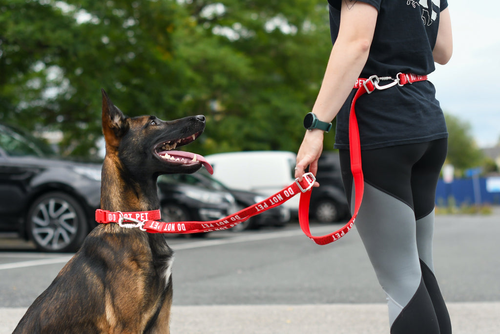 Adjustable Dog Leash product image 11