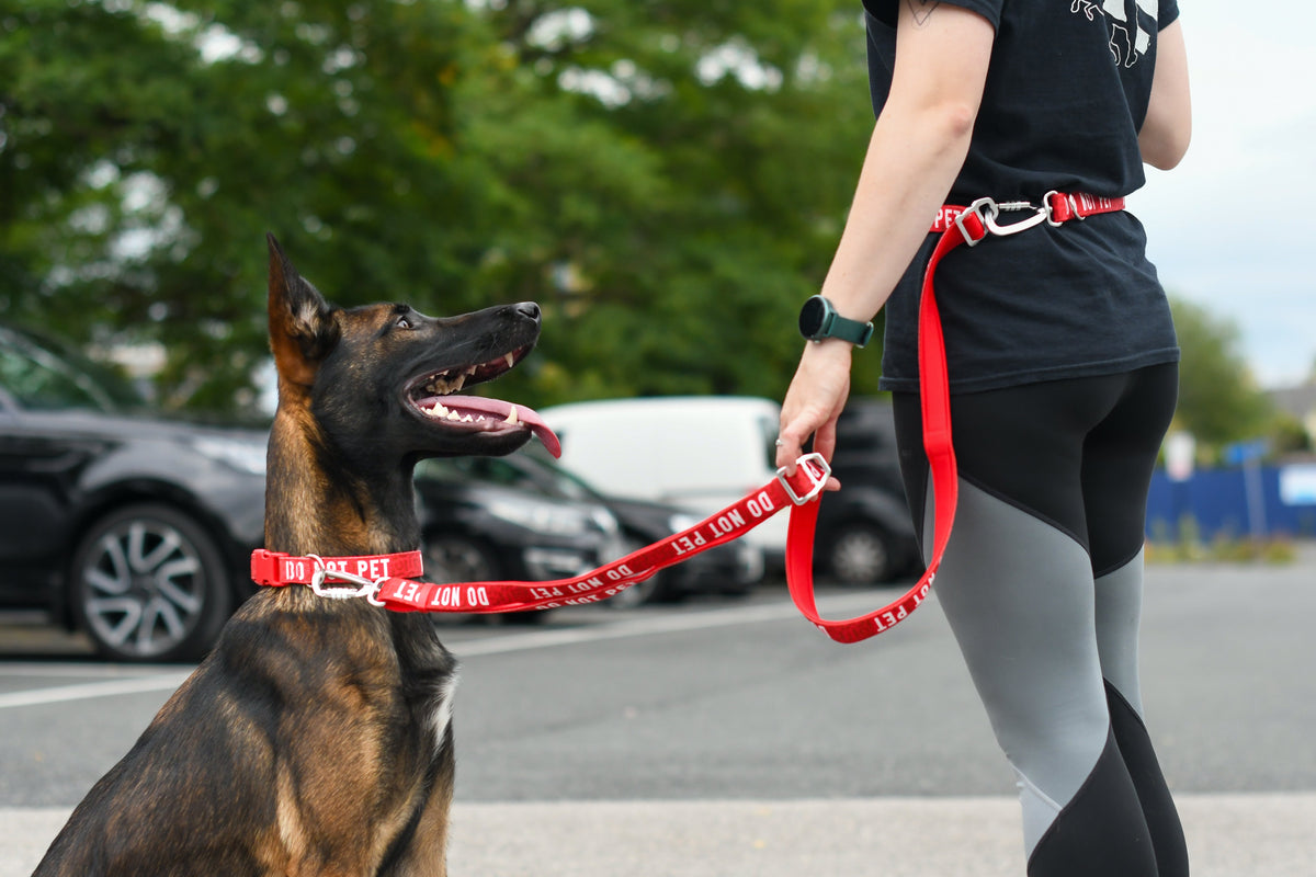 Adjustable Dog Leash product image 11