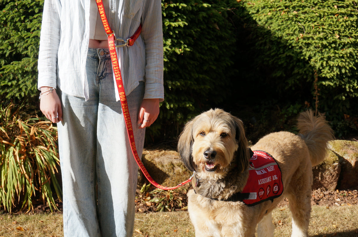Adjustable Dog Leash product image 12