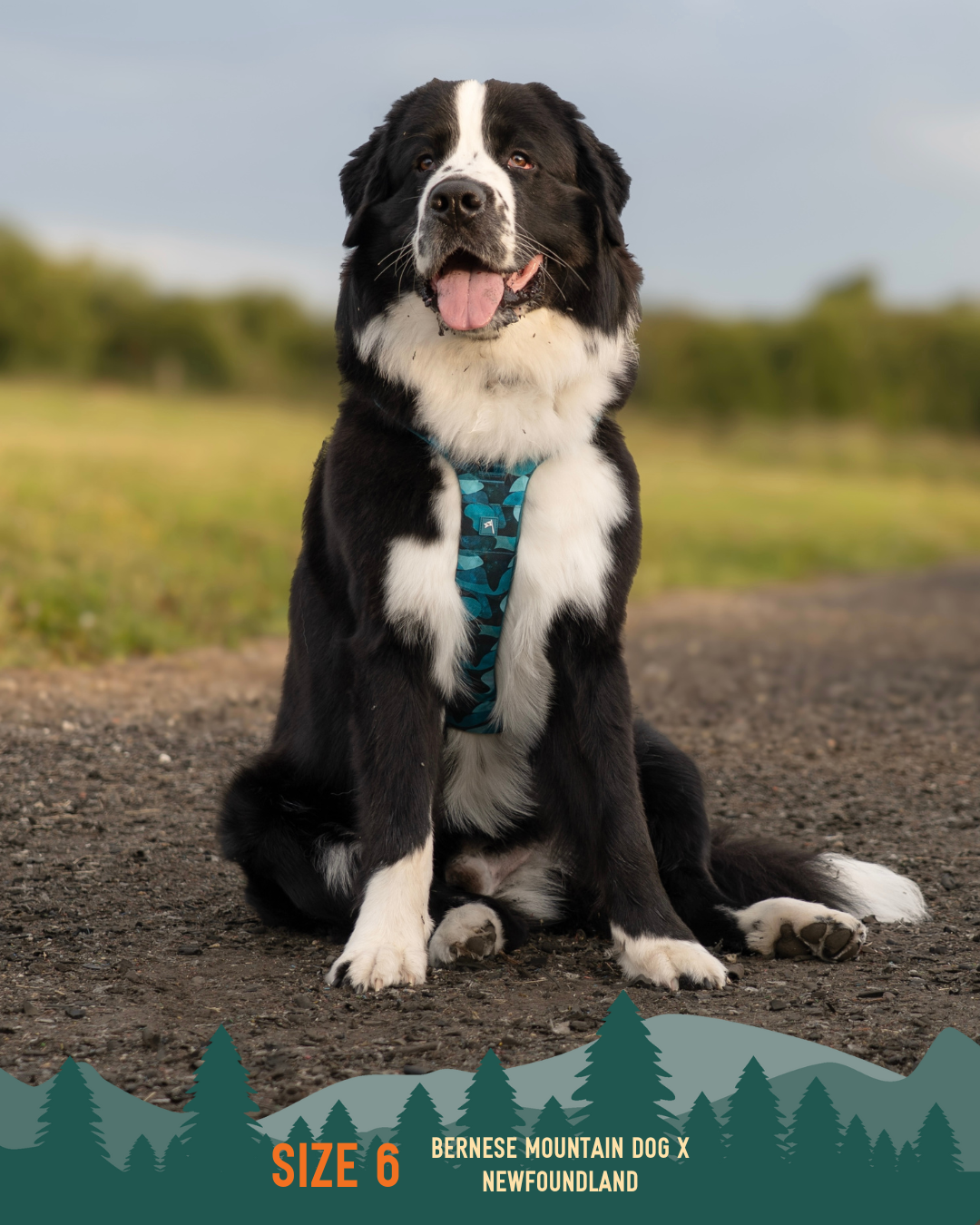 Dog Harness product image 14