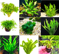Live Aquarium Plants product image 1