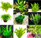 Live Aquarium Plants product image 1