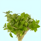 Live Aquarium Plants product image 2