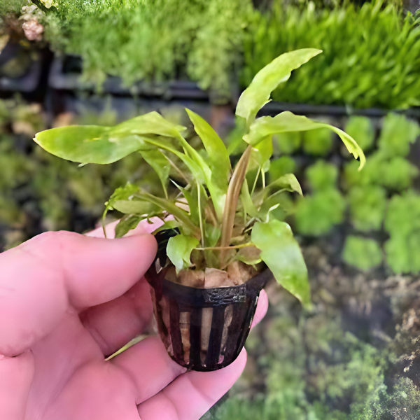 Live Aquarium Plants product image 3