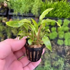 Live Aquarium Plants product image 3