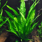 Live Aquarium Plants product image 5