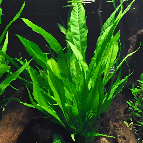 Live Aquarium Plants product image 5