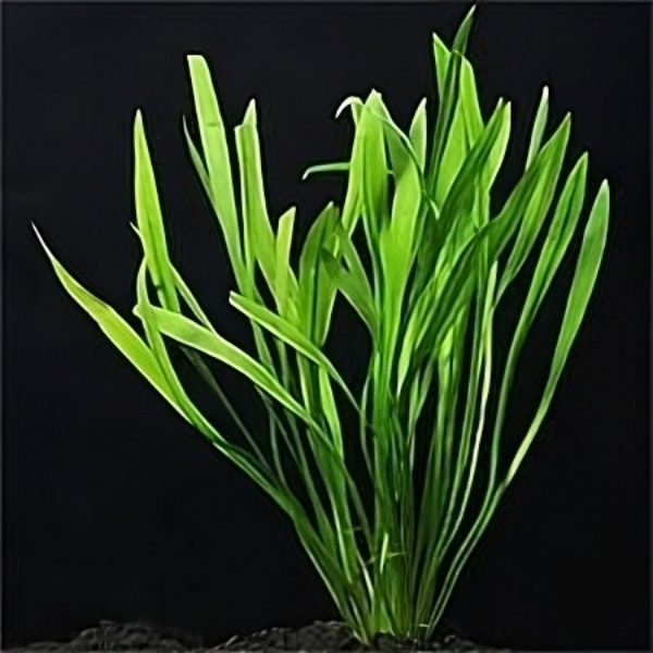 Live Aquarium Plants product image 6