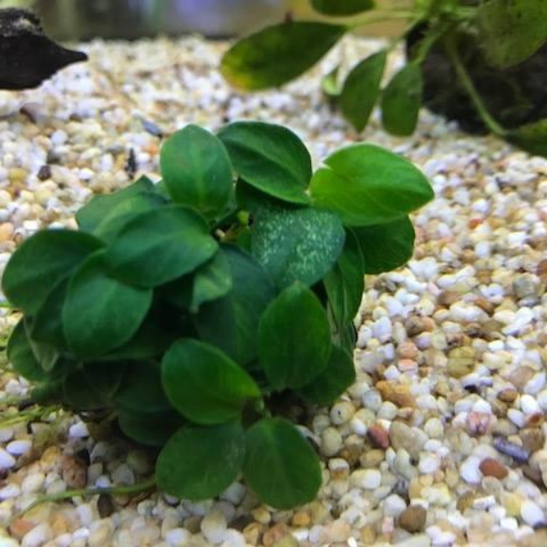 Live Aquarium Plants product image 7