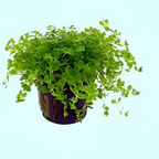 Live Aquarium Plants product image 8