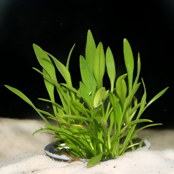 Live Aquarium Plants product image 9