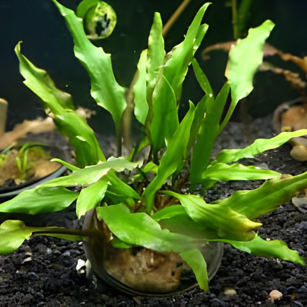 Live Aquarium Plants product image 10