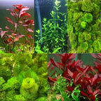 Live Aquarium Plants product image 1