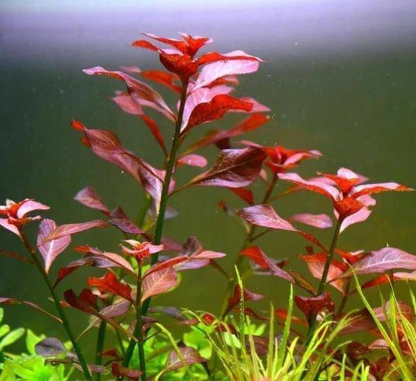 Live Aquarium Plants product image 2