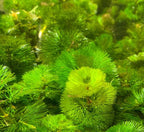 Live Aquarium Plants product image 3
