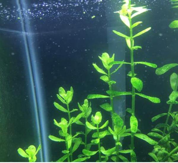 Live Aquarium Plants product image 4