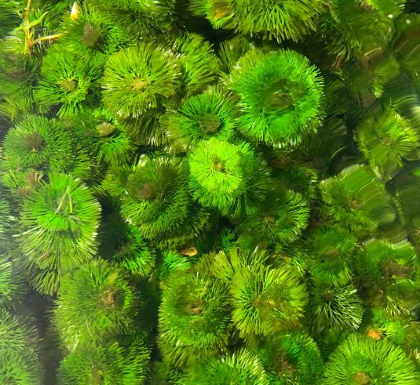 Live Aquarium Plants product image 5