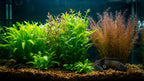 Live Aquarium Plants product image 7