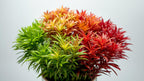 Live Aquarium Plants product image 9
