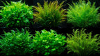 Live Aquarium Plants product image 10