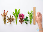 Six-Plant Live Freshwater Aquarium Bundle product image 2