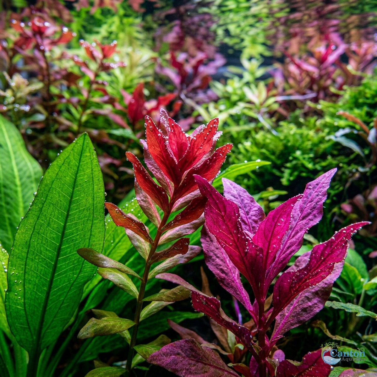 Six-Plant Live Freshwater Aquarium Bundle product image 4