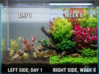 Six-Plant Live Freshwater Aquarium Bundle product image 6