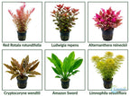 Six-Plant Live Freshwater Aquarium Bundle product image 8