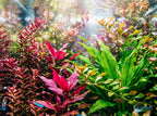 Six-Plant Live Freshwater Aquarium Bundle product image 9