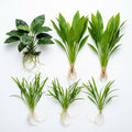 Aquarium Plant Bundle product image 1