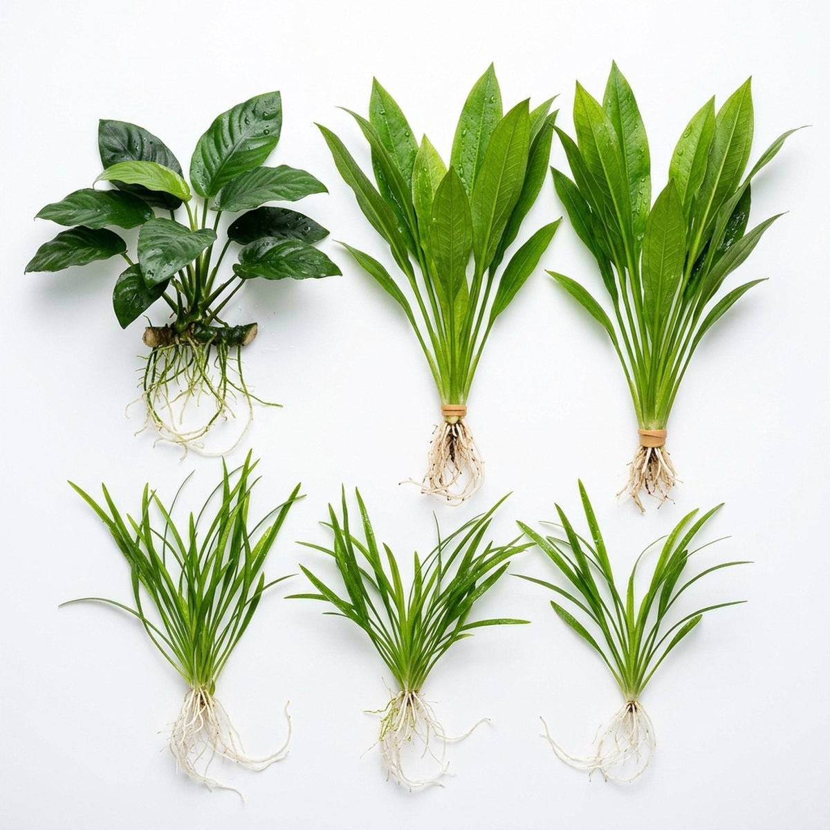 Aquarium Plant Bundle product image 1