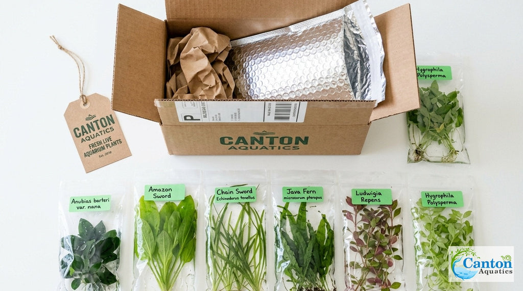 Aquarium Plant Bundle product image 2