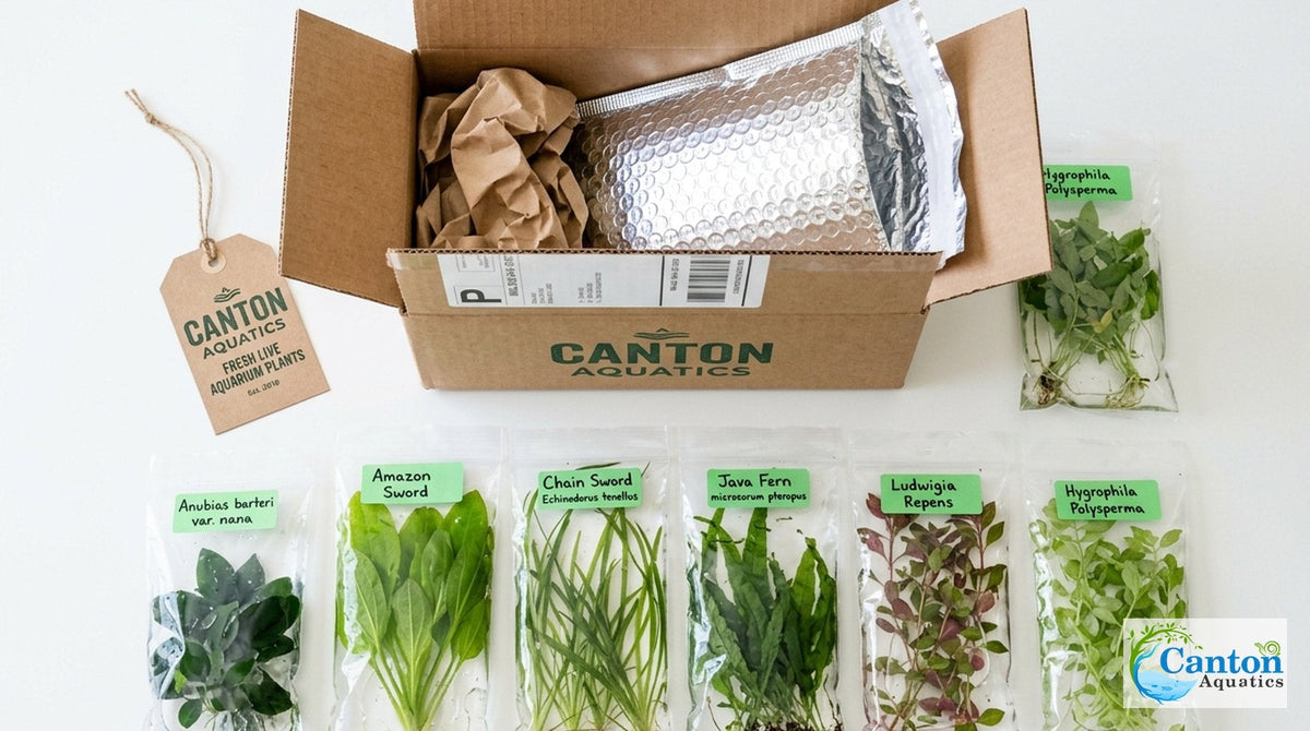 Aquarium Plant Bundle product image 2