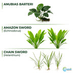 Aquarium Plant Bundle product image 3