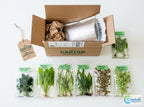 Aquarium Plant Bundle product image 4