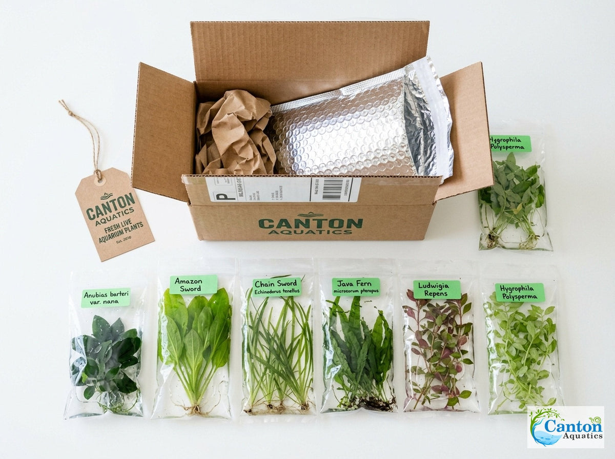 Aquarium Plant Bundle product image 4