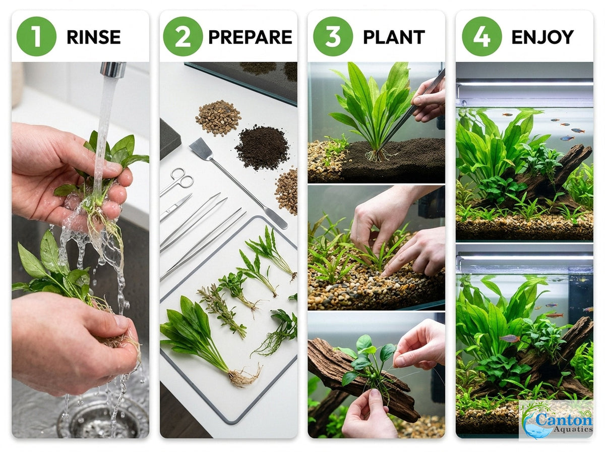Aquarium Plant Bundle product image 5