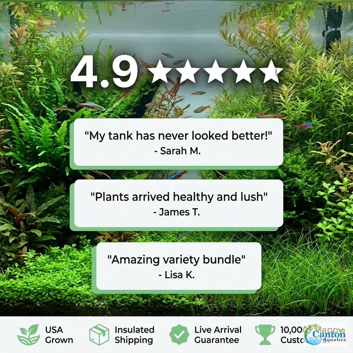 Aquarium Plant Bundle product image 6
