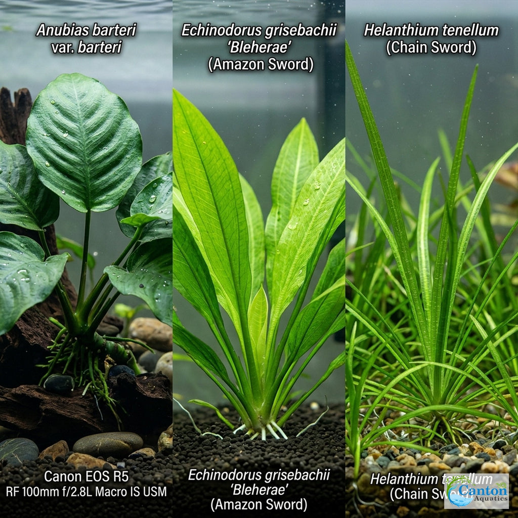 Aquarium Plant Bundle product image 7