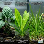 Aquarium Plant Bundle product image 7