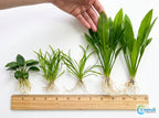 Aquarium Plant Bundle product image 10